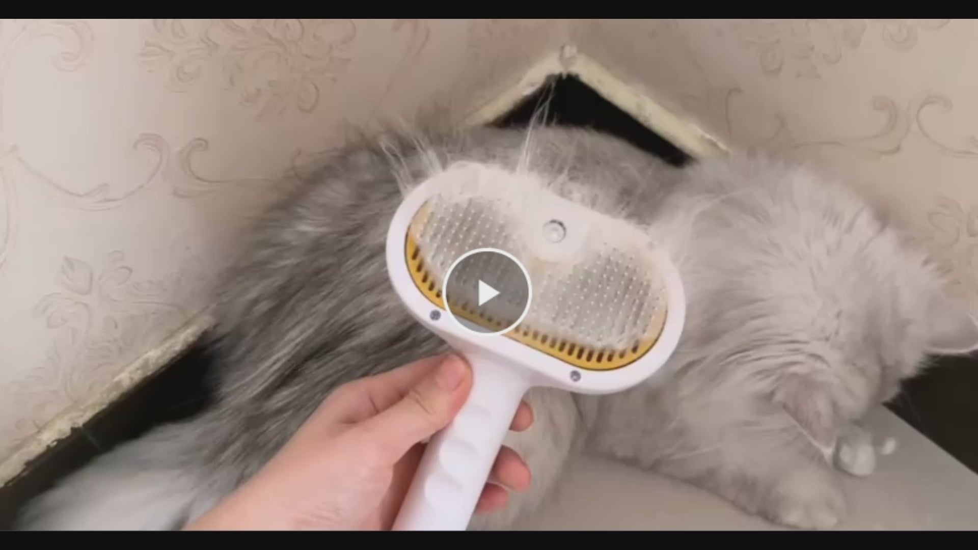 Pet Grooming Benefits — Steam Brush Removes Dead Hair and Improves Coat Health for Cats and dog